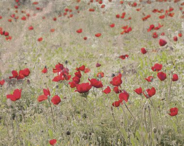 Kırmızı anemon ile Vintage kartpostal