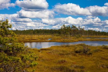Bataklıkta uzun gölet