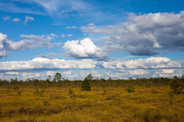 Büyük güzel çim Sahası