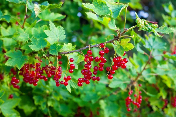 Röda vinbär bär på busken — Stockfoto