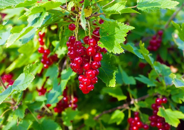 Grup portre frenk üzümü üzerinde çilek