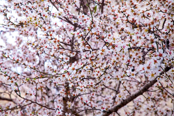 Miriads Flores Almendras Las Ramas Sin Hojas Como Fondo — Foto de Stock