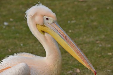 büyük beyaz Pelikan