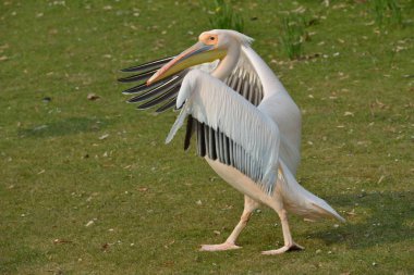 Kanatlı yürüyen Pelican açın