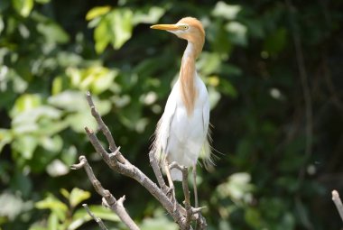 Sığır balıkçıl ağaç üzerinde