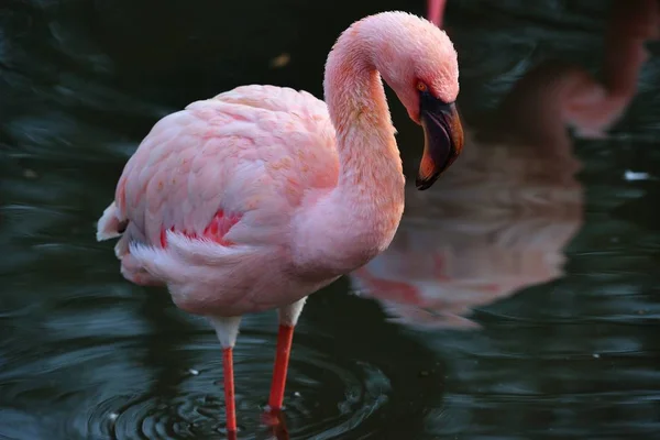 Flamingo i park — Stockfoto