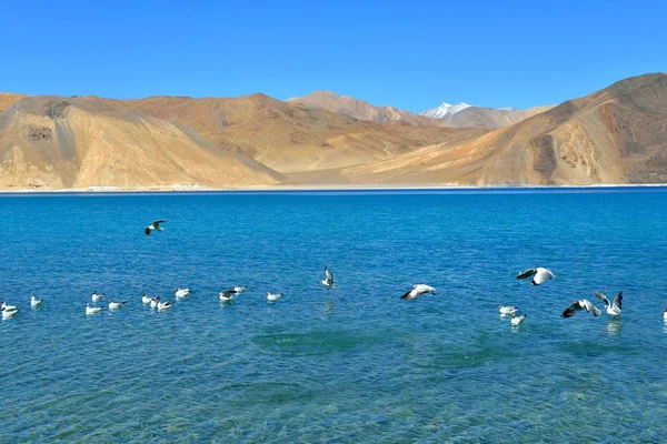 Lake Pangong in Ladakh — Stockfoto