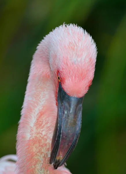 Närbild av Flamingo — Stockfoto