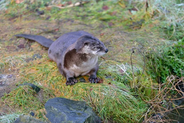 Fischotter im Gras — Stockfoto