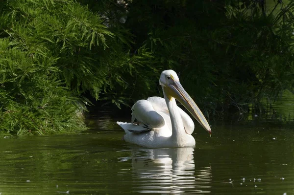 Большой белый пеликан в воде — стоковое фото