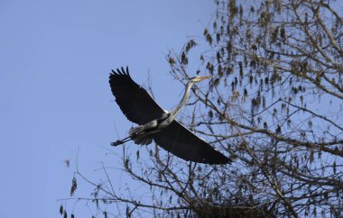 gri balıkçıl uçan