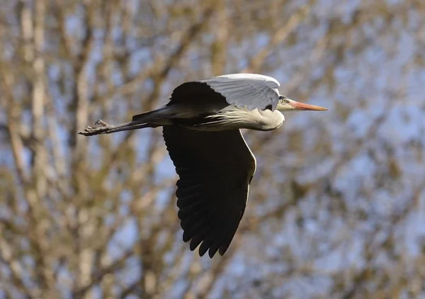 Fliegender Graureiher — Stockfoto