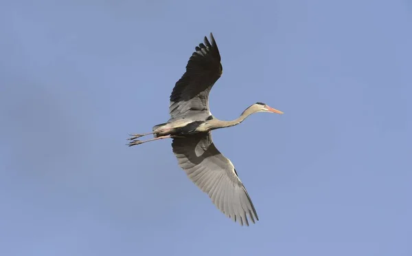 Létající volavka popelavá — Stock fotografie