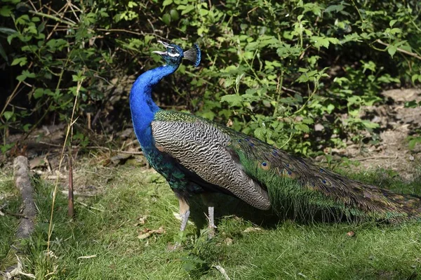 Blauer Pfau mit Schleppe — Stock fotografie