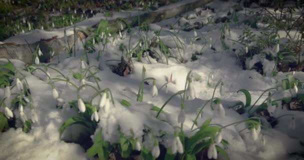 Sneeuw op de bomen in het bos van de winter — Stockvideo