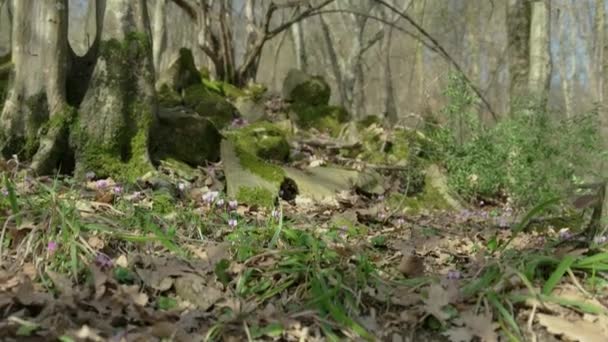 Ανοιξιάτικα λουλούδια σε ένα δάσος άνοιξη — Αρχείο Βίντεο