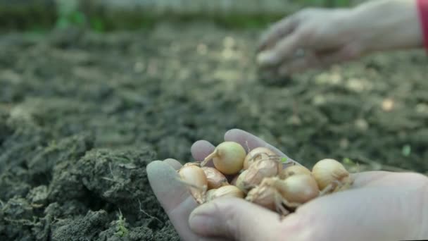 Ženská ruka výsadbu semen v půdě — Stock video