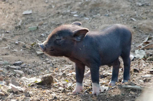 Beyaz çoraplı bebek domuzu — Stok fotoğraf