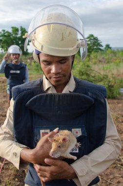 Cambodian mine-sniffing rat and handler clipart