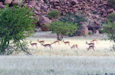 Springboks sürüsü Namibya ovalarında otluyor.