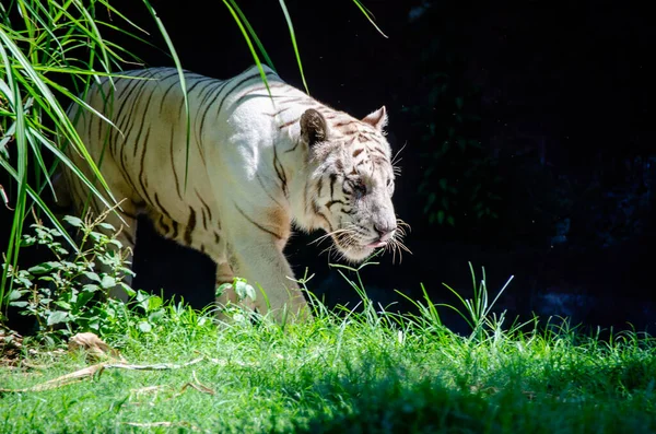 Tigre Branco Emergindo Das Sombras Selva — Fotografia de Stock