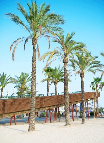 Palmenpromenade im Hafen von Alcudia. — Stockfoto