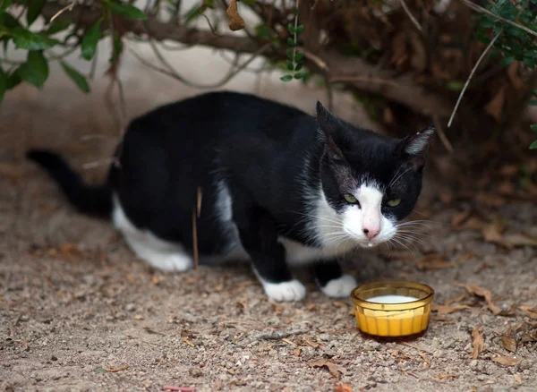 流浪野猫与牛奶的肖像. — 图库照片