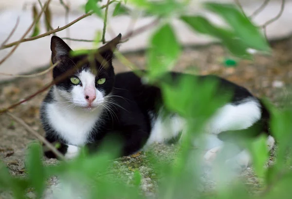 Portret bezpańskich kotów dzikich na zewnątrz. — Zdjęcie stockowe