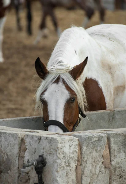 Wody pitnej konia w gospodarstwie. — Zdjęcie stockowe