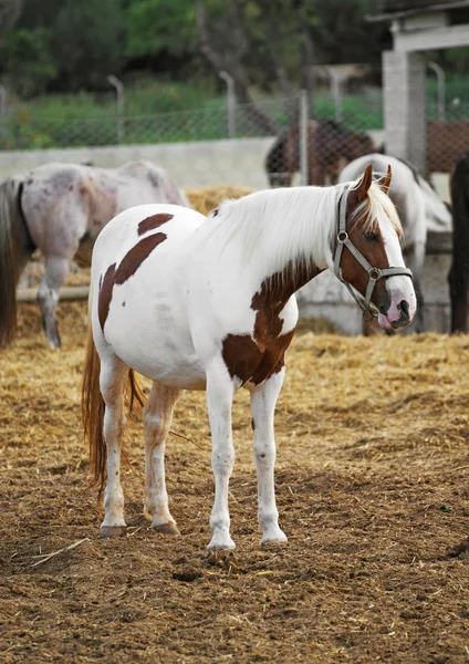 Portret van paard in de paddock. — Stockfoto