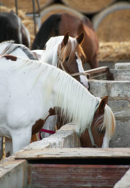 Horse drinking water on the farm.