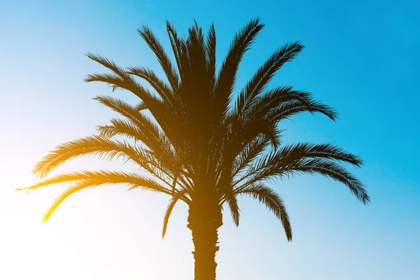 Silhuett av palmträdet vid solnedgången. — Stockfoto