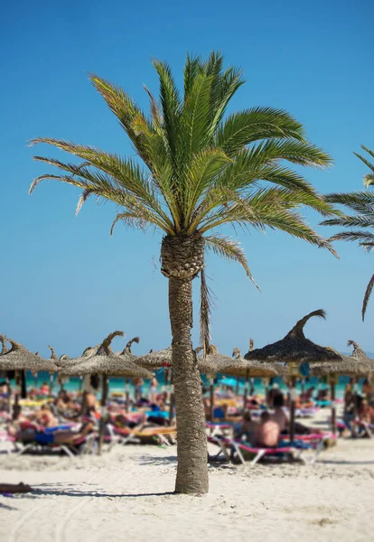 Palm tree on a beach full of people. — Stock Photo, Image
