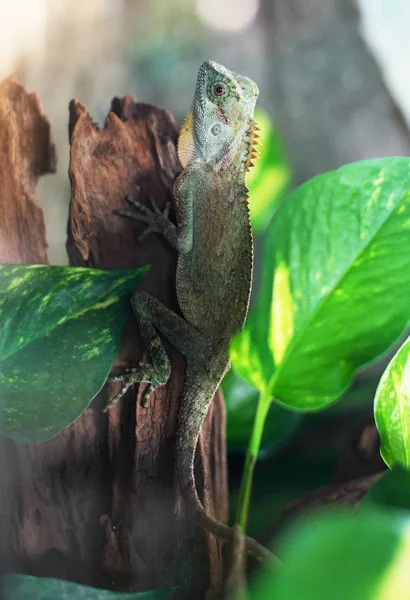 Green iguana sitting on tree trunk. — Stock Photo, Image