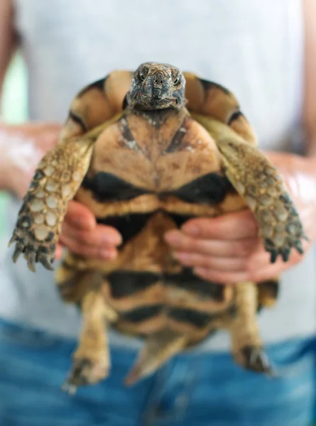 Mujer sosteniendo tortuga en sus manos . — Foto de Stock