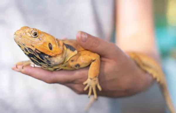 Woman holding yellow iguana in her hands. — Stock Photo, Image