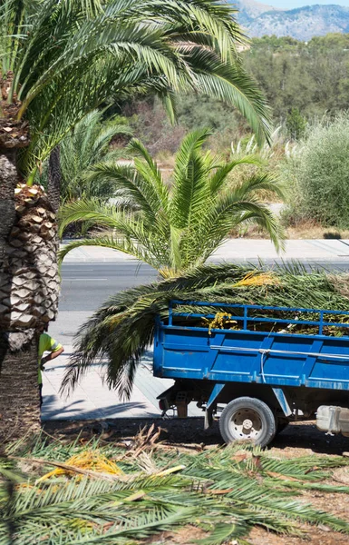 Cutting down palm trees. Vehicle with palm leaves. — Stock Photo, Image