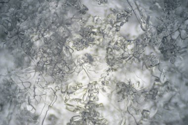 Mikroskobik dünya. Mikroskop altında kar taneleri.