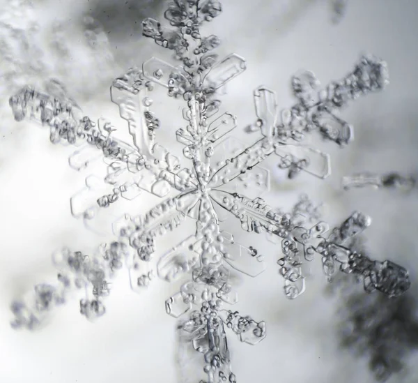 Ο Μικροσκοπικός Κόσμος. Νιφάδα χιονιού κάτω από μικροσκόπιο. — Φωτογραφία Αρχείου