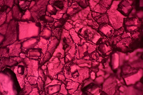 Μικροσκοπικό κόσμο. Ζελέ φρούτων κάτω από το μικροσκόπιο. — Φωτογραφία Αρχείου