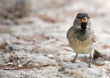 Kum üzerinde meraklı serçe portresi.