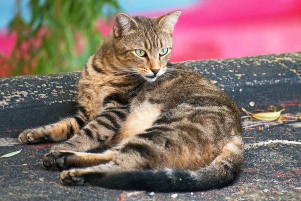 Portret brudne bezpańskich kotów dzikich na zewnątrz. — Zdjęcie stockowe