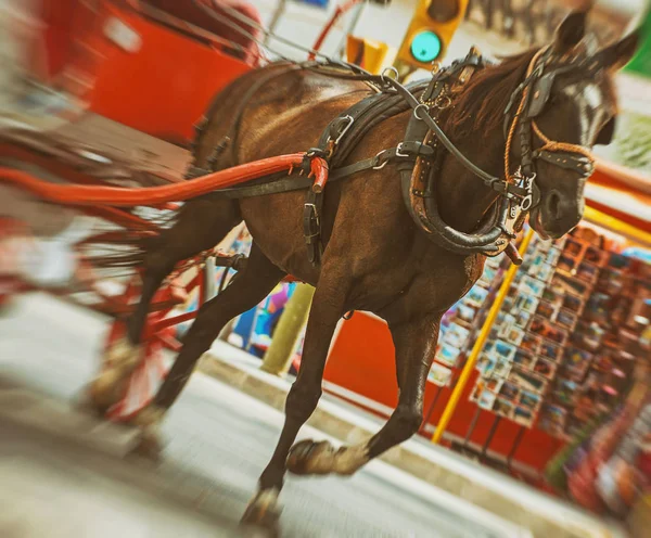 Horse-drawn carriage running in the old town. — Stock Photo, Image