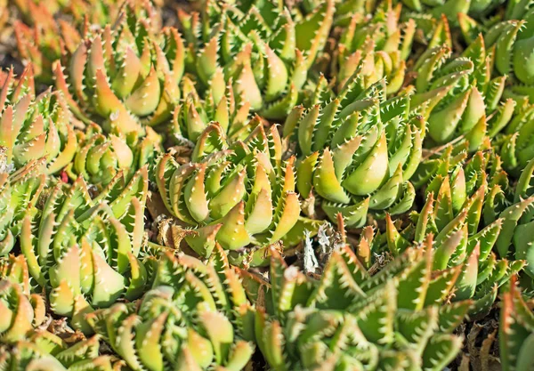 有趣的仙人掌植物的照片. — 图库照片