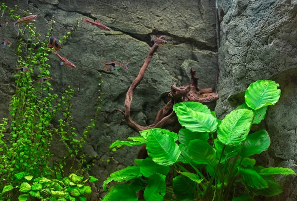 Freshwater green aquarium with plants and fishes.