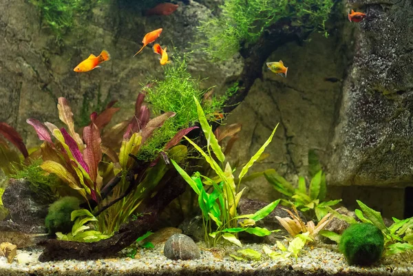 Acuario verde de agua dulce con plantas y peces . —  Fotos de Stock