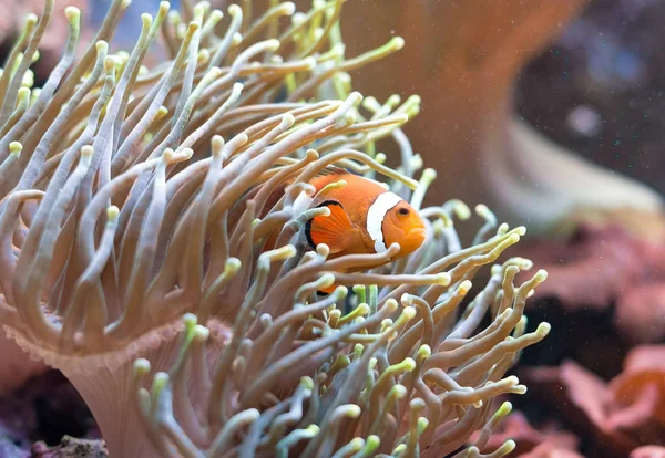 Clownfische verstecken sich in Korallenpolypen. Gelbbauchunke. — Stockfoto