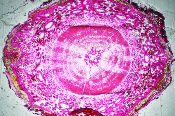 Le monde microscopique. Pinetree tige au microscope . — Photo