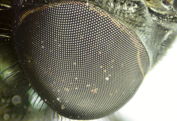 Fly's eye close-up view. Microscopic world. — Stock Photo, Image