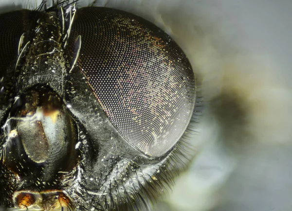 Vista de perto dos olhos da mosca. Mundo microscópico . — Fotografia de Stock